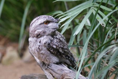 Tawney Owl at Australia Zoo, photographed by Ralph Edgell