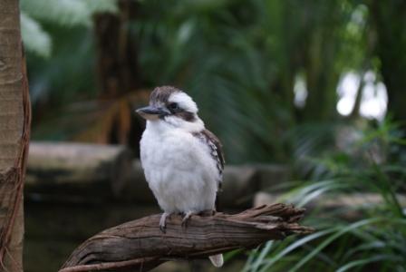Kookaburra at Australia Zoo, photographed by Ralph Edgell