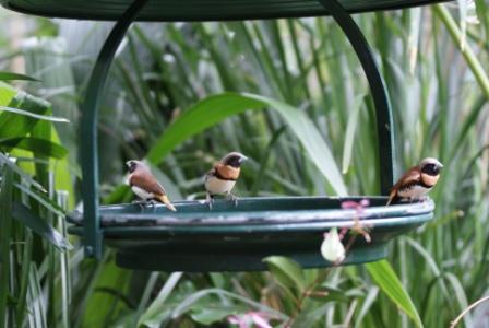 Beautiful birdlife at Australia Zoo, photographed by Ralph Edgell