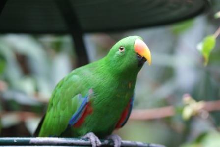 Birds at Australia Zoo, photographed by Ralph Edgell