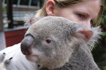 Koala Bear, photographed by Ralph Edgell