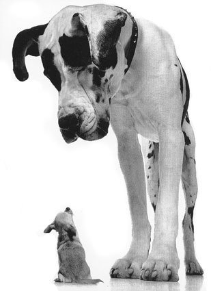 become the big dog