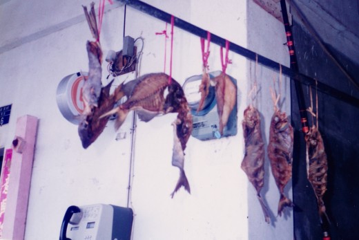 Fish Drying