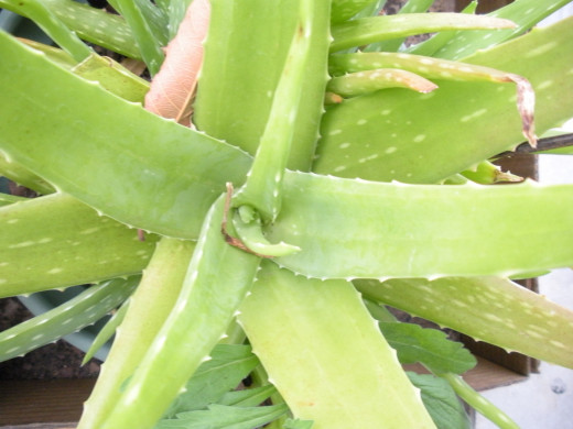 Aloe barbadensis, also known as aloe vera.