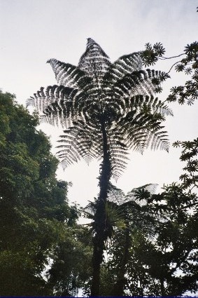 Plant life in Costa Rica is the biggest and best in the world. I took a picture of this awesome tree while I was there, but no pictures I took do the rainforest justice.