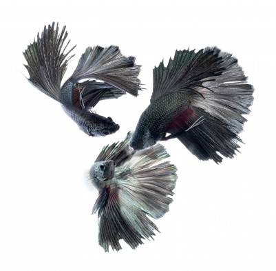 Male and Female Aquarium Behavior