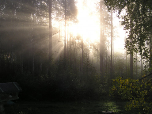 Sunlight Through Forest