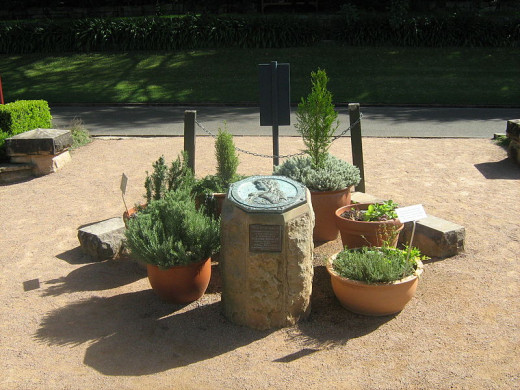 Pretty herbs in pots at the Royal Botanic Garden in Sydney