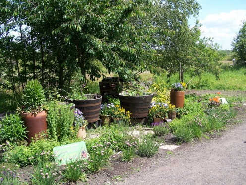 A variety of herbs in a variety of containers