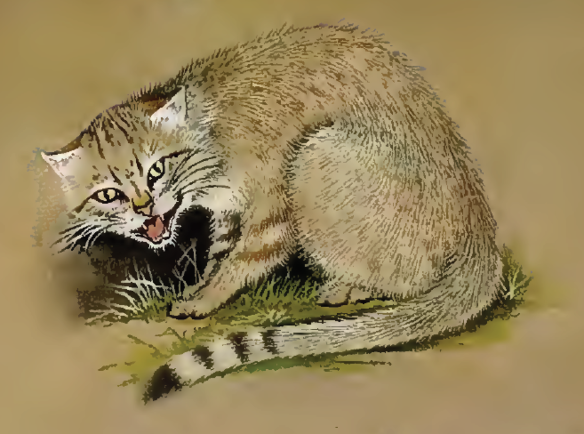The Common Housecat Originated from Felis Lybica