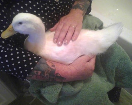 Duck Duck being dried after her pre-bedtime  bath.