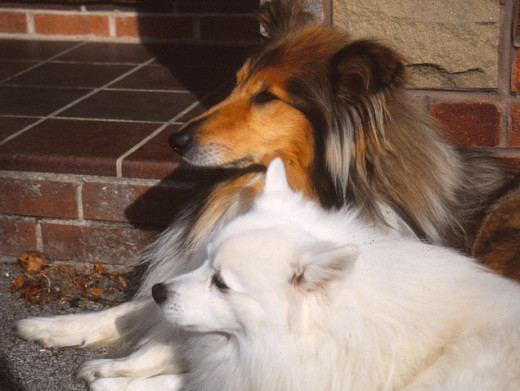 Hairy dogs - Rough collie and Japanese spitz