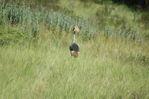 Grey-crowned Crane