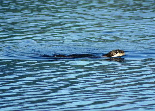 Cape-clawless Otter romping in clear water