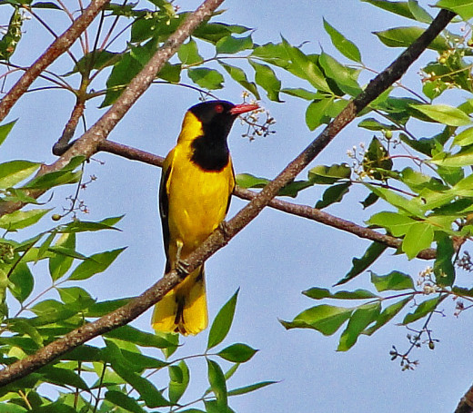 Black-headed Oriole 