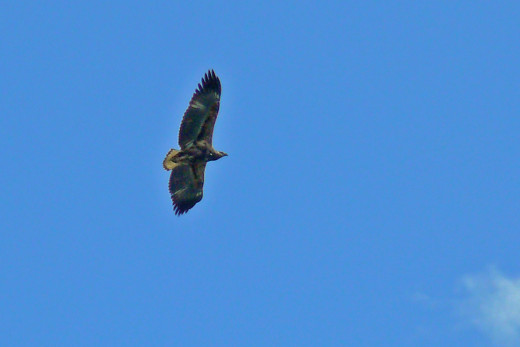 Juvenile Jackal Buzzard inspecting the dam. They have nested in area.
