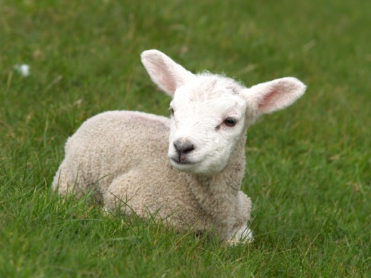 The lamb in my place