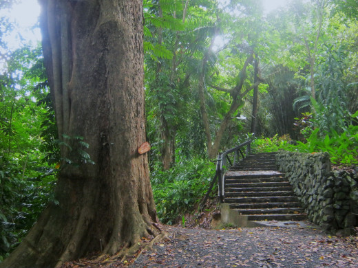 Path to the Bamboo Chapel