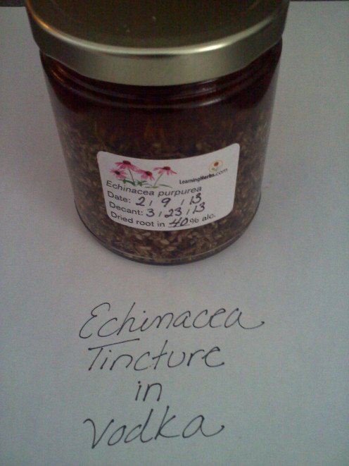 Echinacea root tincture