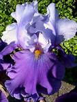 Bearded Iris