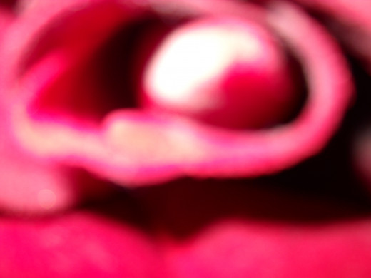 Heart of a red rose