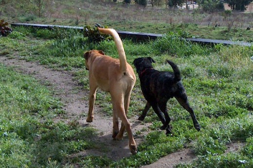 ''Aw, I don't care if you like boy dogs, Spot. Now if you liked cats that'd be another story...''