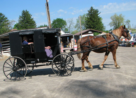 Amish Family Buggy