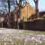 Crocus lawn Crocus lawn