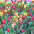 Red tulips and wallflowers Red tulips and wallflowers