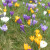 Crocuses in a lawn Crocuses in a lawn