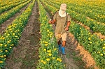 large scale spraying of insecticides