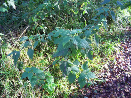 The stinging nettle is undervalued by most of us - only appreciated for the painful sting it can give. However, it offers nutrition in abundance as well as healing.