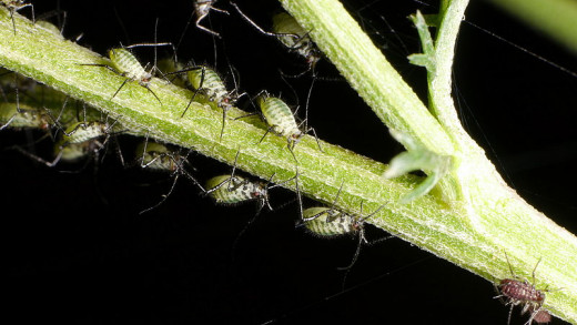 Nettles are a very affective pesticide against pests such as aphids.