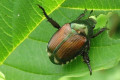 The Japanese Beetle, A Beautifully Disguised Trouble Maker