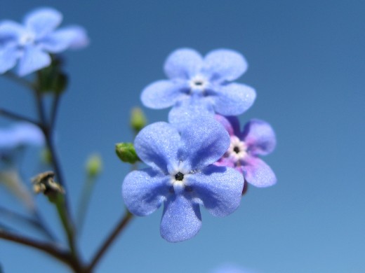 Forget-me-nots! 