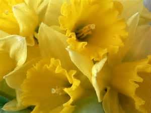 With petals as long as the trumpet the king Alfred daffodil is one of the best traditional daffodil