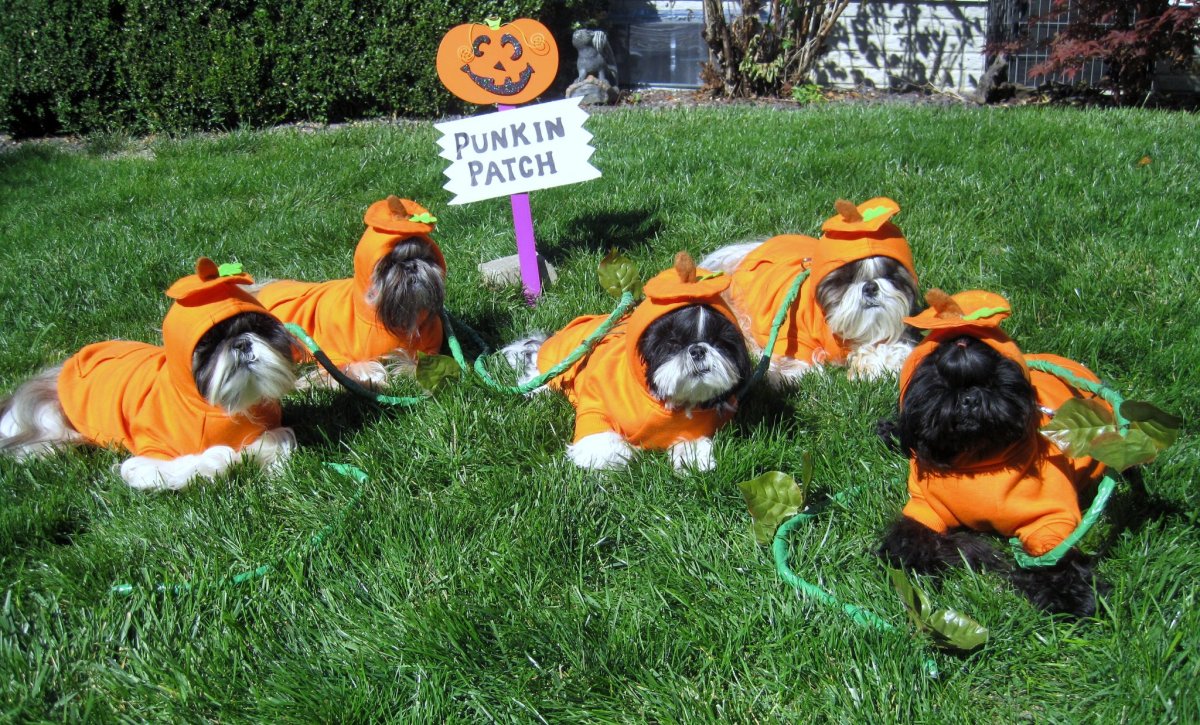 Image result for dogs in pumpkin patch
