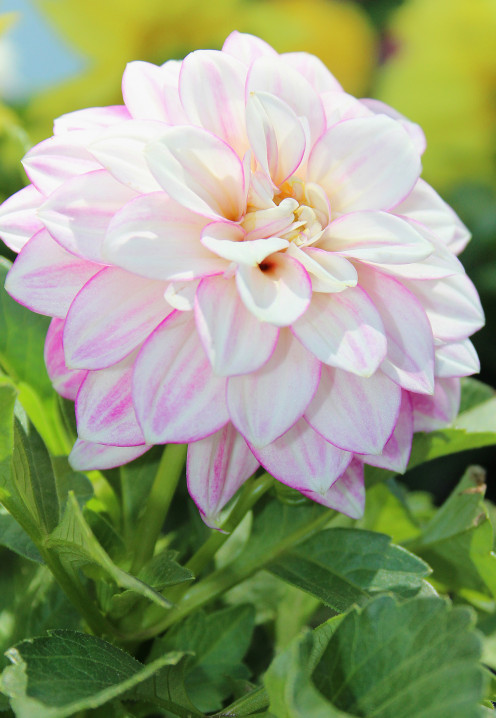 A beautiful zinnia waits for a buyer at a farmer's market.
