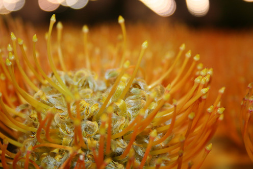 Protea dries well and comes in warm colors.