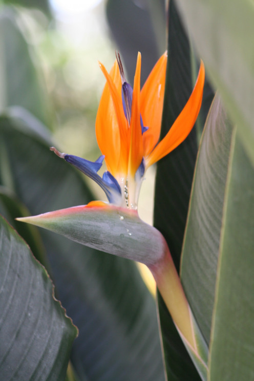 Bird of Paradise