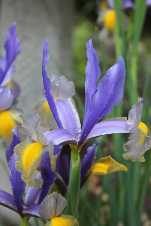 Siberian Iris, wonderful color from bulbs.