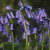 Bluebells naturalise well in a woodland area Bluebells naturalise well in a woodland area