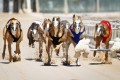 How Are Racing Greyhounds Treated?
