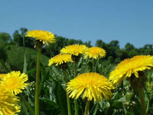 You would want to use yellow dandelions for dandelion wine, the fresher the better! 