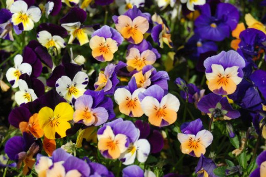 Pansies are a very common flower here in Las Vegas, you see them in all the housing developments as pretty landscape accents!