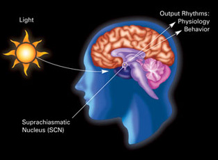 Daylight and nighttime affect the circadian rhythm of many living things. 