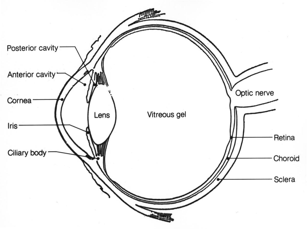 Anatomy of the Eye: Human Eye Anatomy | Owlcation