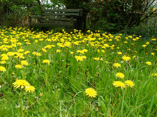 Dandelions
