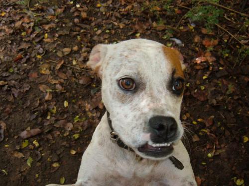 The first picture we ever saw of Liberty. We fell in love with her underbite, and her one white eyelash.