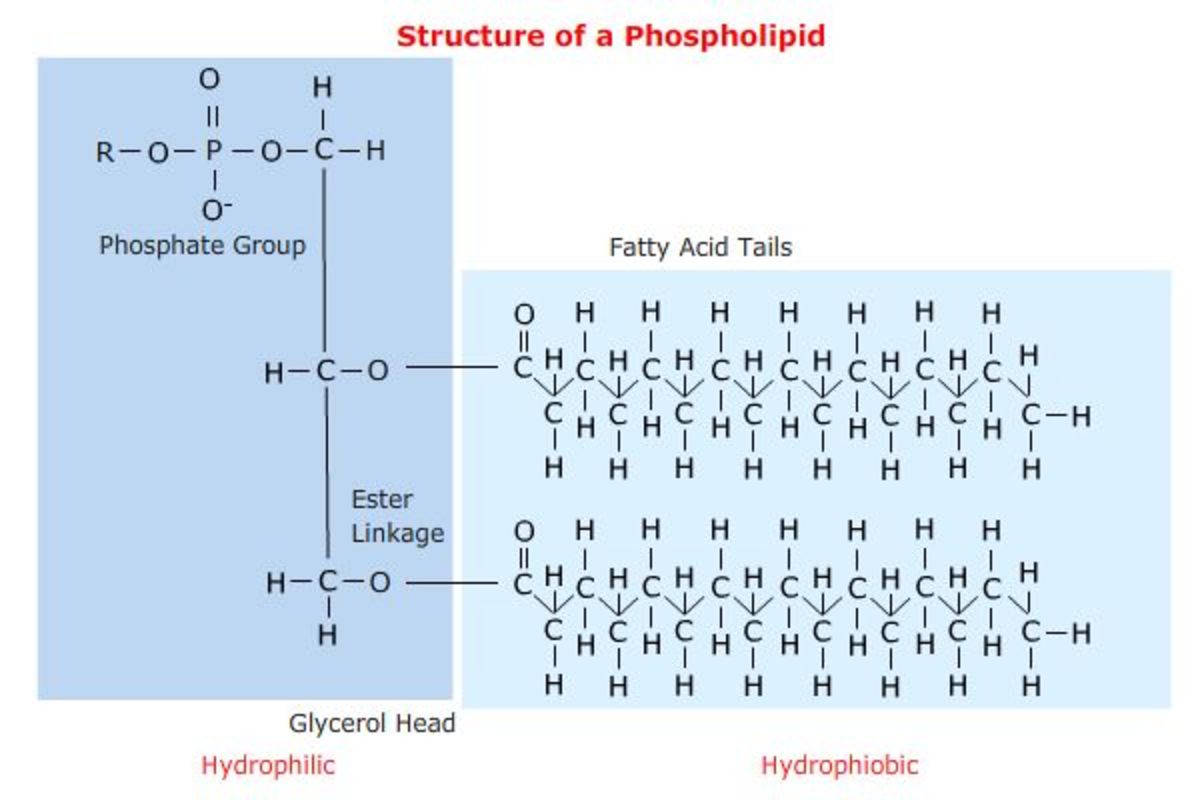 Triglycerides Phospholipids And Cholesterol Hubpages